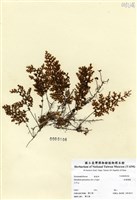 藏品(細葉蕗蕨)的圖片